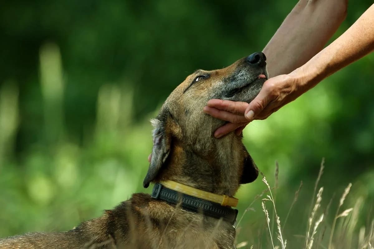 Radek, male 7yo Mixed Breed for adoption at Schronisko Krotoszyn, 63-700 Krotoszyn
