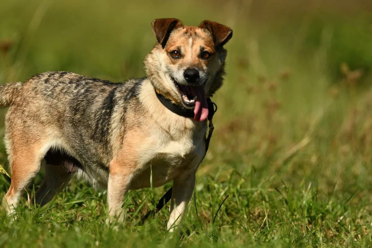Rita, female senior Mixed Breed for adoption at Schronisko Krotoszyn, Krotoszyn