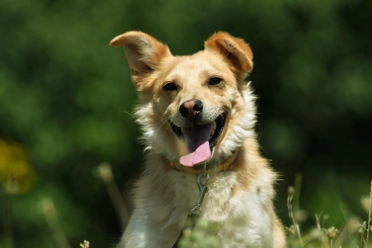 Romek, male 7yo Mixed Breed for adoption at Schronisko Krotoszyn, 63-700 Krotoszyn