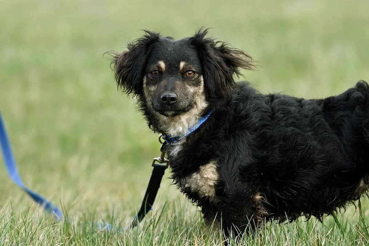 Roxi, female 3yo Mixed Breed for adoption at Schronisko Krotoszyn, 63-700 Krotoszyn