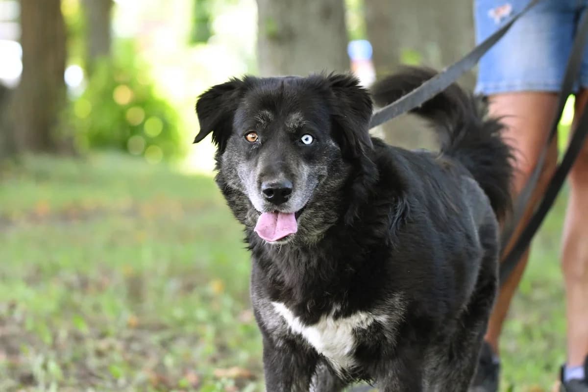 Sali, female 5yo Mixed Breed for adoption at Schronisko Krotoszyn, 63-700 Krotoszyn