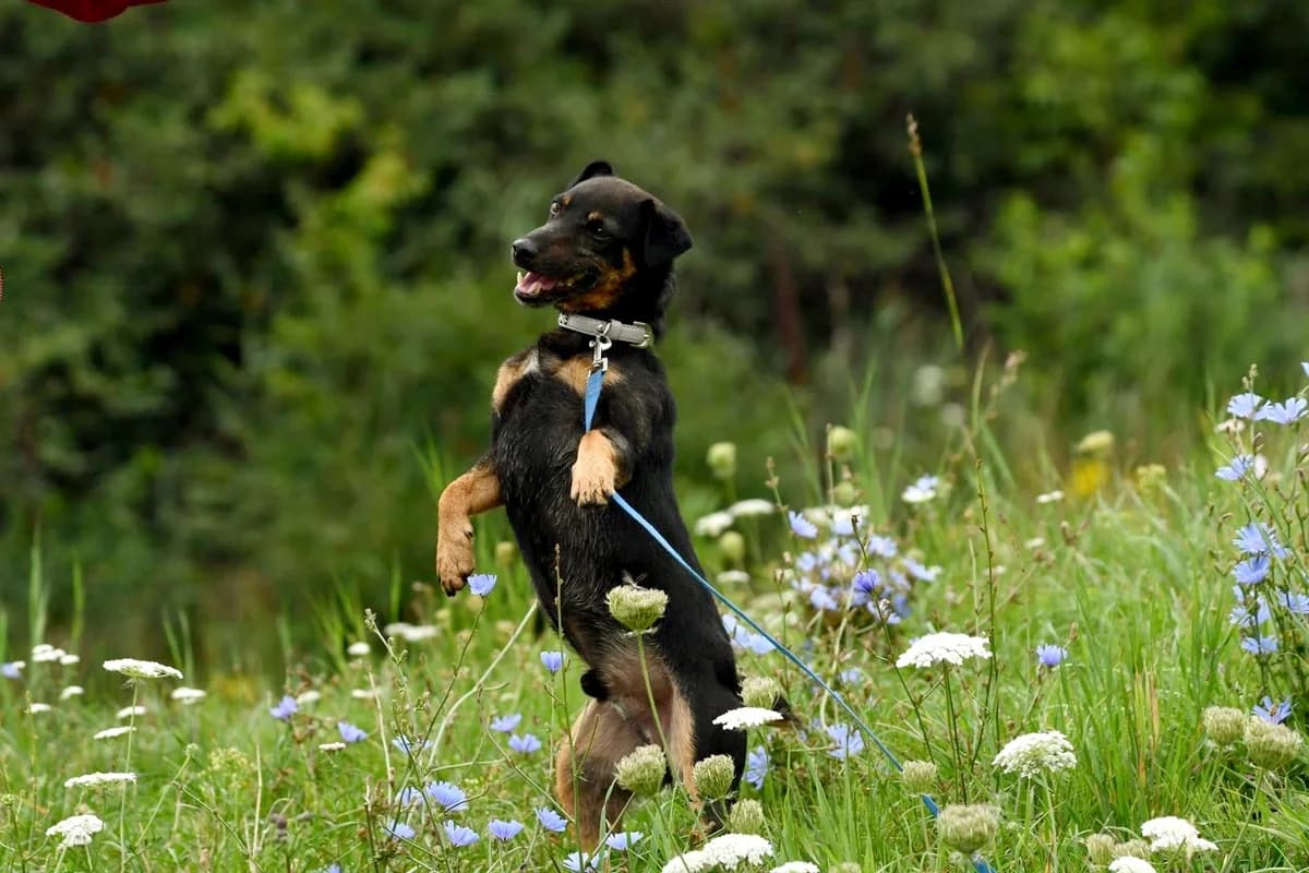 Sidi, male 7yo Mixed Breed for adoption at Schronisko Krotoszyn, 63-700 Krotoszyn