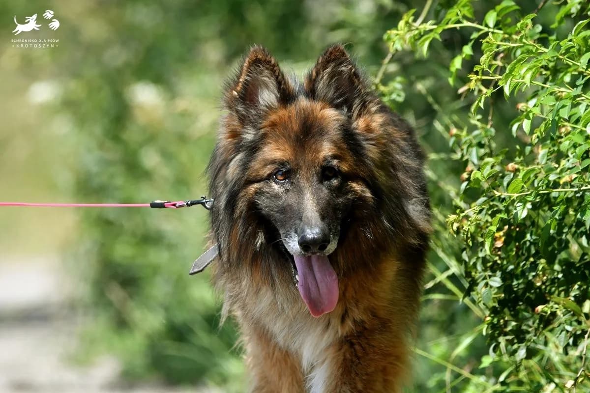 Teo, male senior Mixed Breed for adoption at Schronisko Krotoszyn, 63-700 Krotoszyn