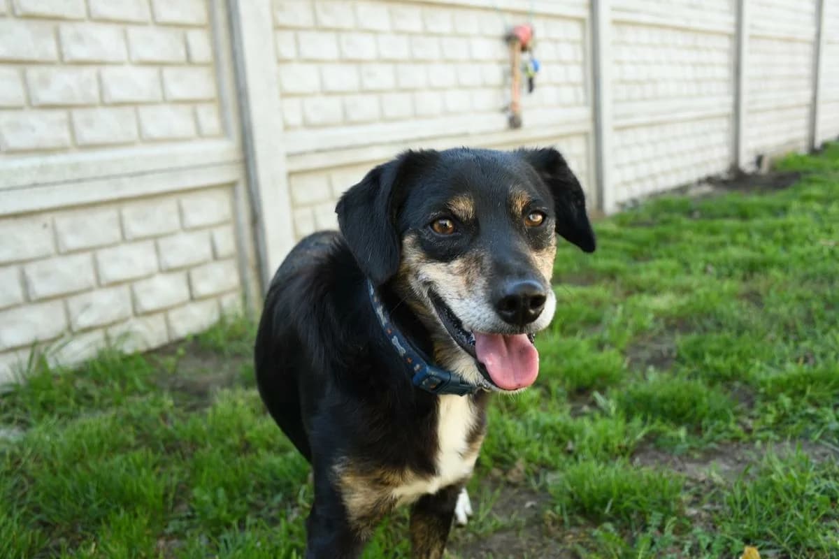Wafelek, male 4yo Mixed Breed for adoption at Schronisko Krotoszyn, Krotoszyn