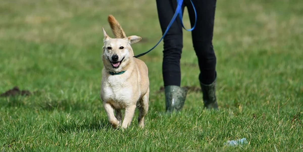 Zoja, female 6yo Mixed Breed for adoption at Schronisko Krotoszyn, 63-700 Krotoszyn