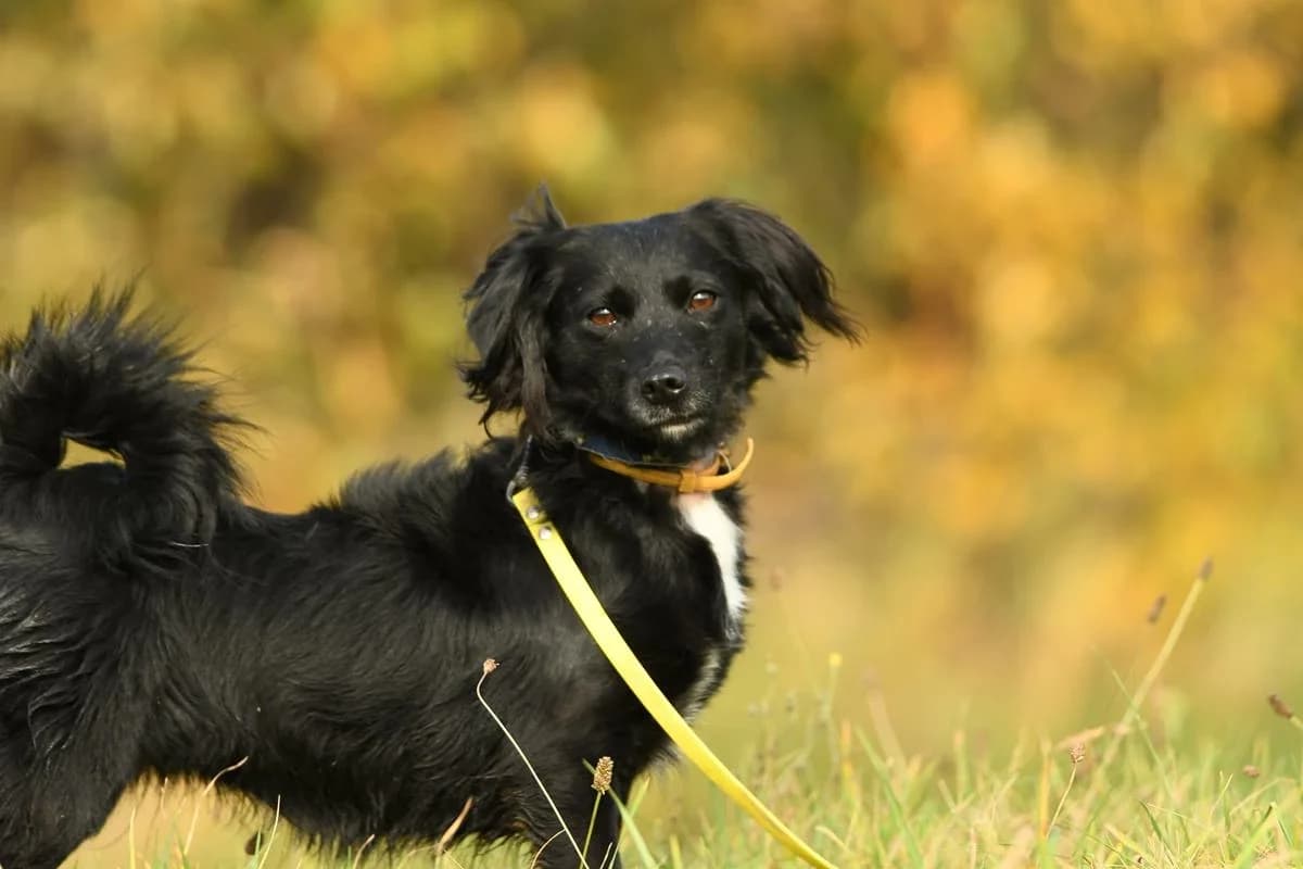 Zuzia, female 3yo Mixed Breed for adoption at Schronisko Krotoszyn, Krotoszyn