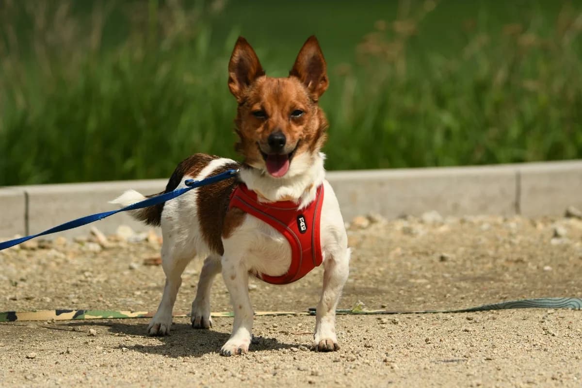 Zuzia, female 6yo Mixed Breed for adoption at Schronisko Krotoszyn, Krotoszyn