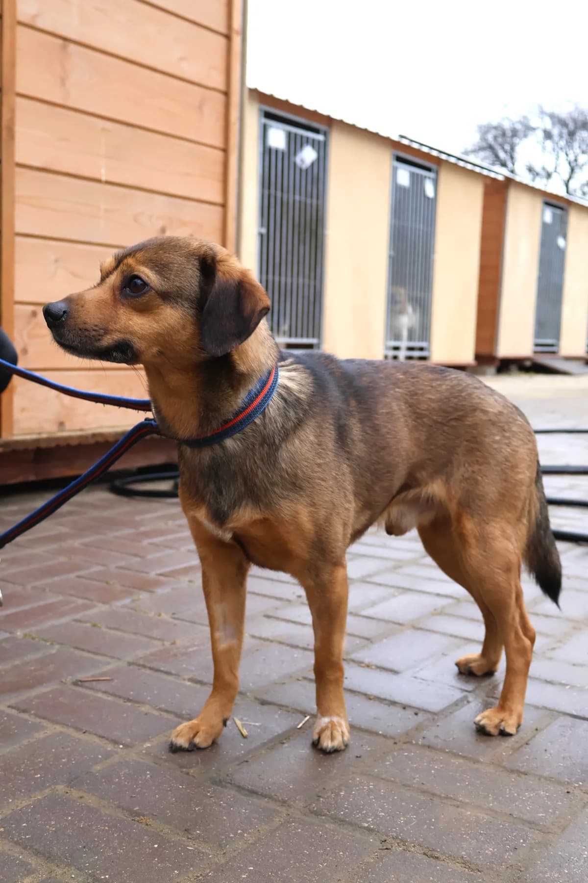 Miecio, male senior Mixed Breed for adoption at Schronisko Lodz, Lodz