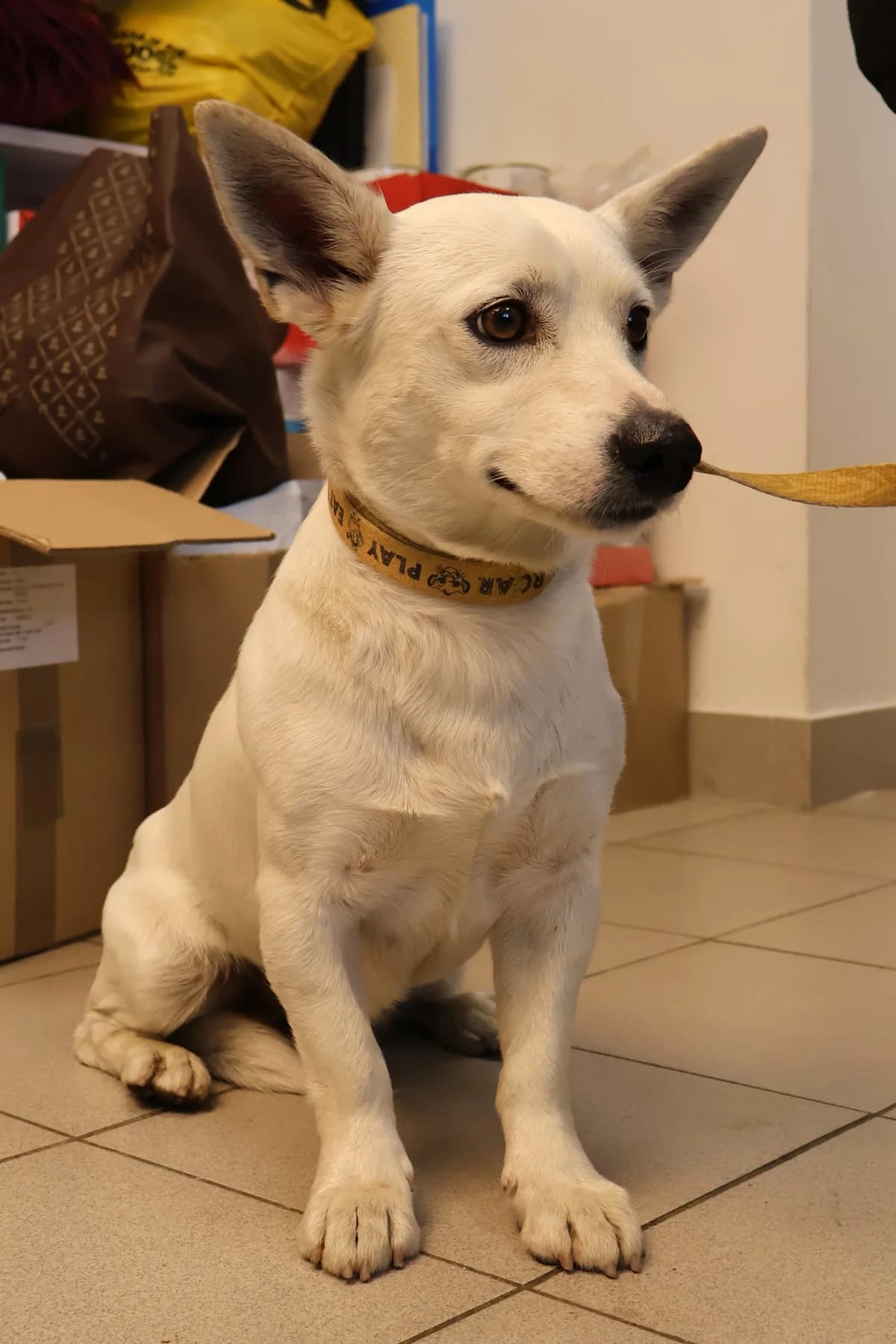 Albin, male young Mixed Breed for adoption at Schronisko Lodz, Lodz
