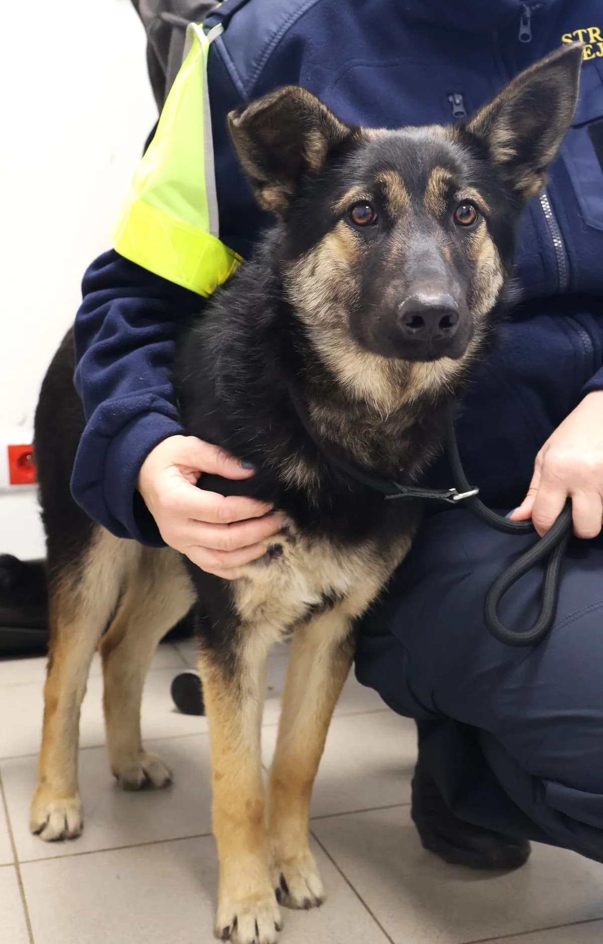 Tina, black and tan female Mixed Breed for adoption at Schronisko Lodz, Lodz