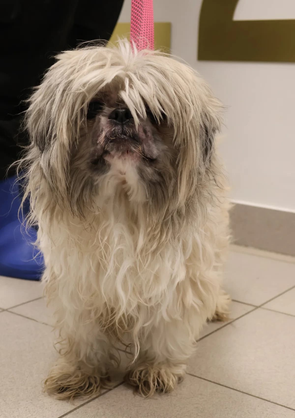 Marko, male 5yo Mixed Breed for adoption at Schronisko Lodz, Lodz