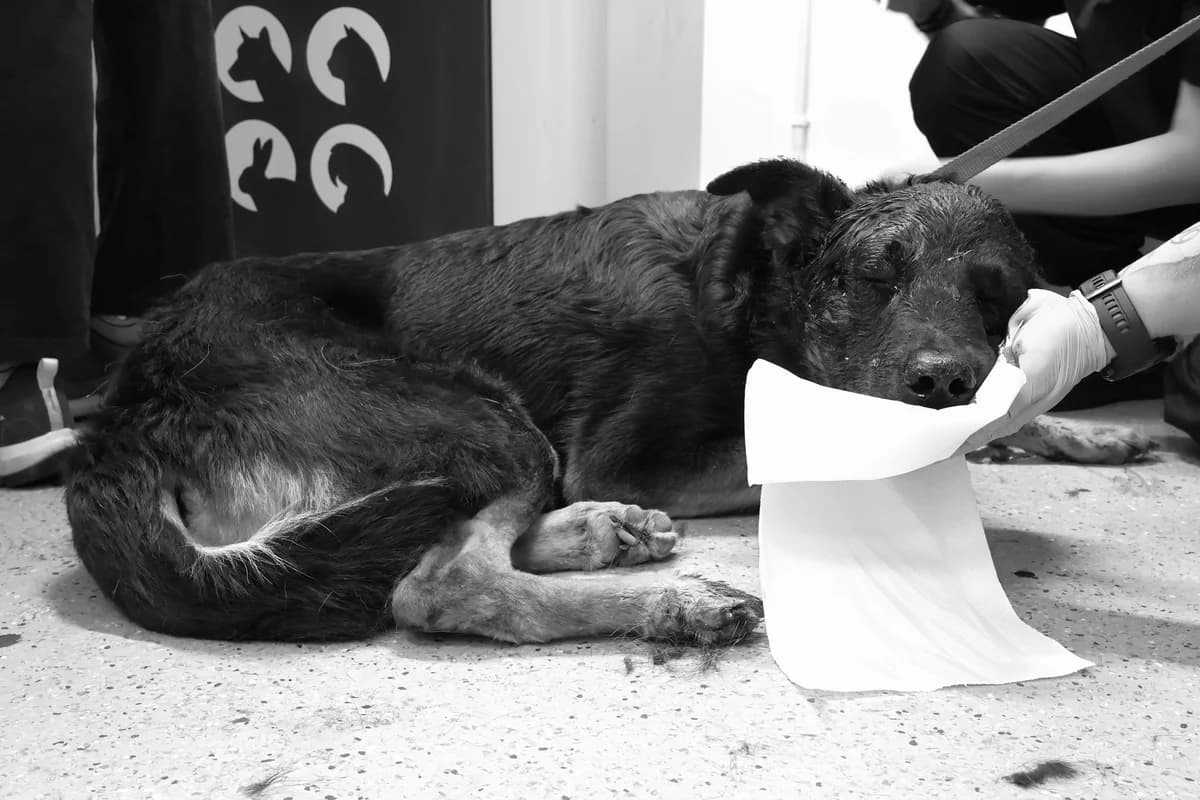 Benek, male 3yo Mixed Breed for adoption at Schronisko Lodz, Lodz