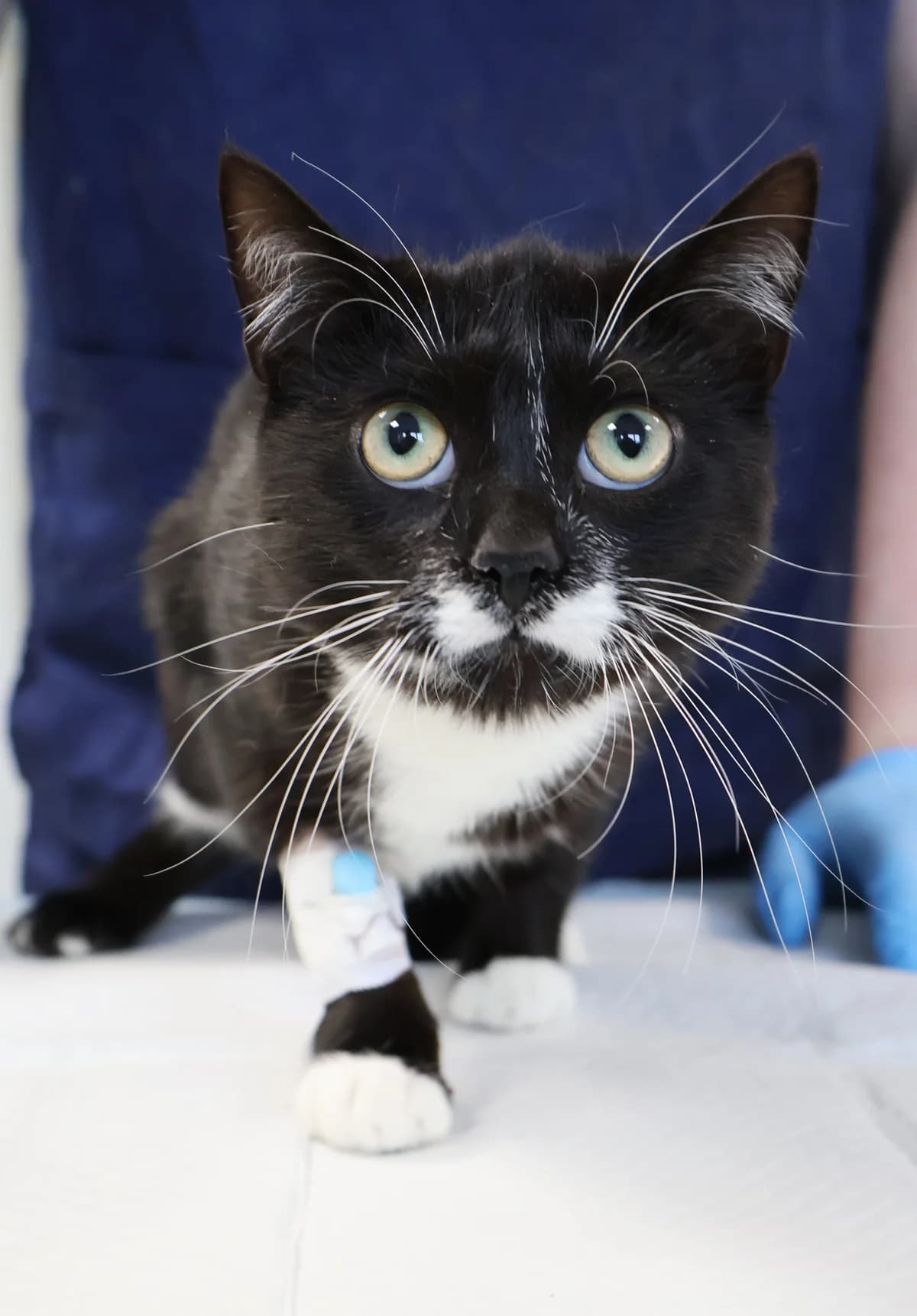 Bonifacy, male Mixed Breed for adoption at Schronisko Lodz, Lodz