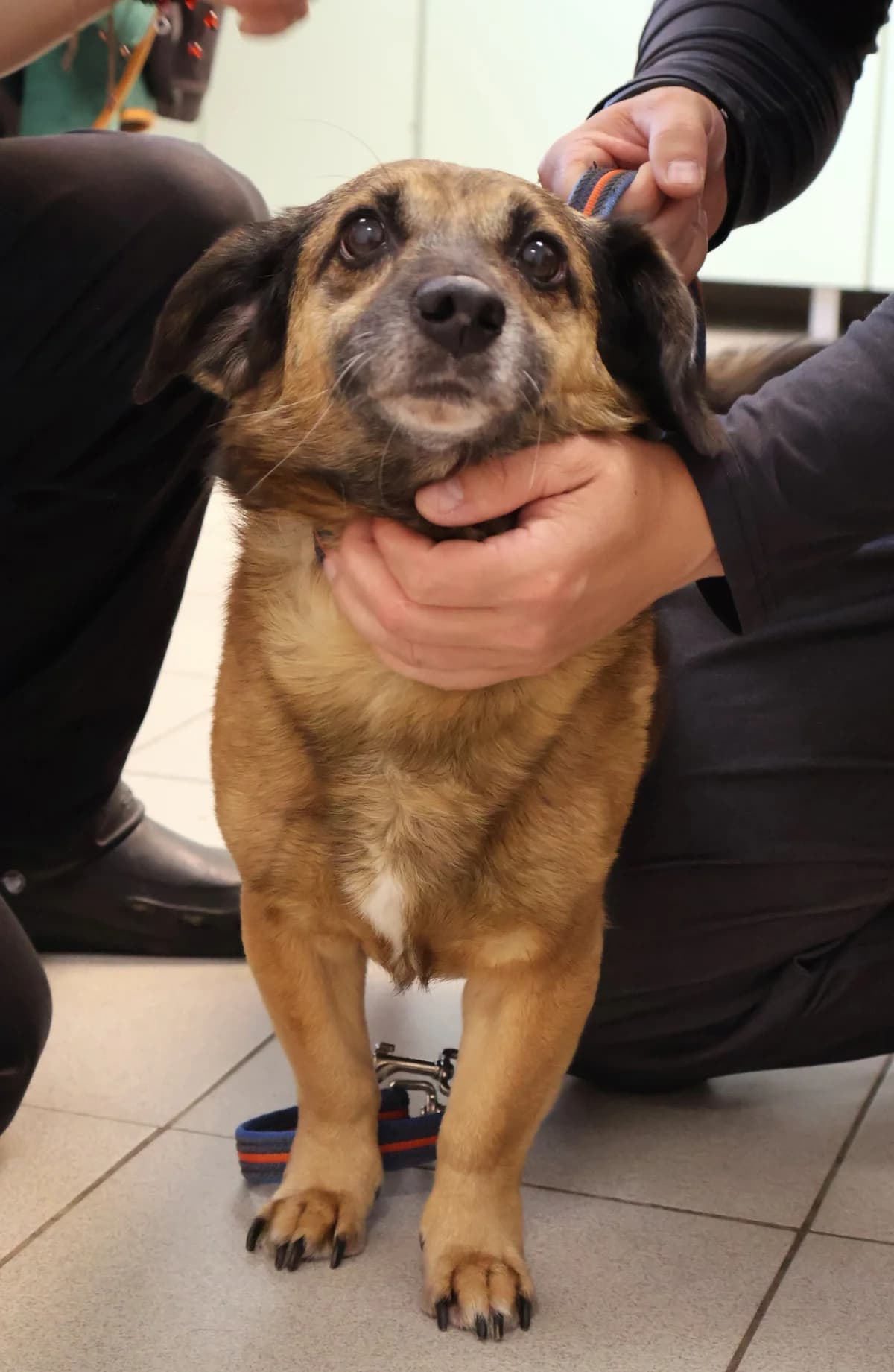 Fliper, male 5yo Mixed Breed for adoption at Schronisko Lodz, Lodz