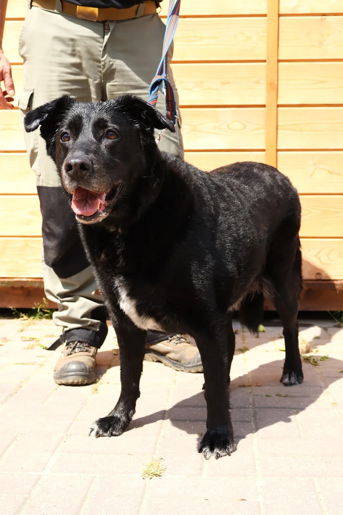 Saba, female senior Mixed Breed for adoption at Schronisko Lodz, Lodz
