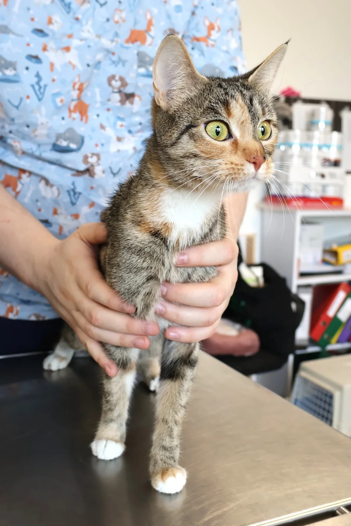 Nona, female Mixed Breed for adoption at Schronisko Lodz, Lodz