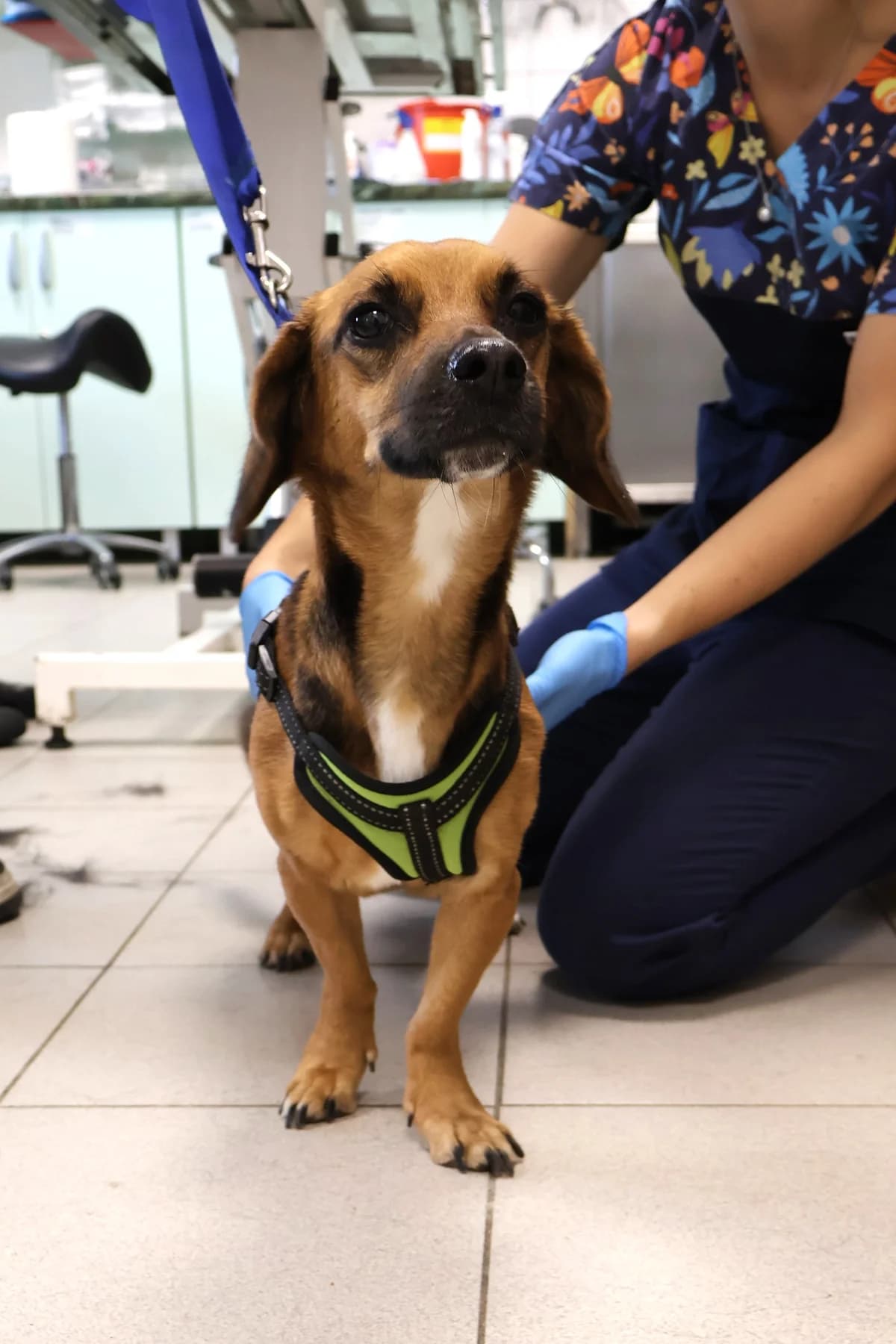 Niunia, female 7yo Mixed Breed for adoption at Schronisko Lodz, Lodz
