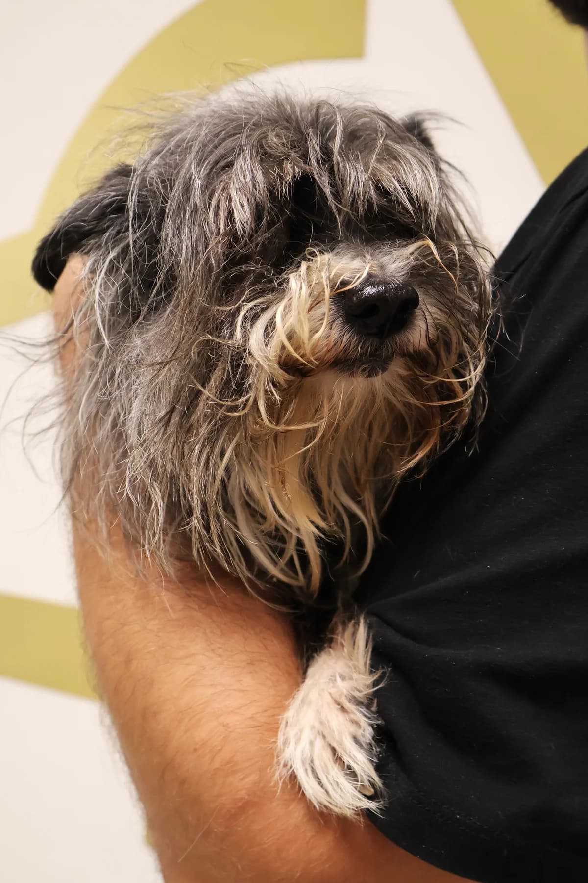 Fisia, female 7yo Mixed Breed for adoption at Schronisko Lodz, Lodz
