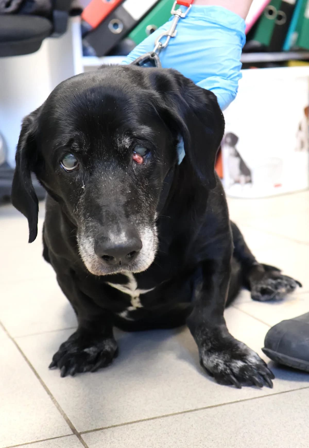 Pyza, female senior Mixed Breed for adoption at Schronisko Lodz, Lodz