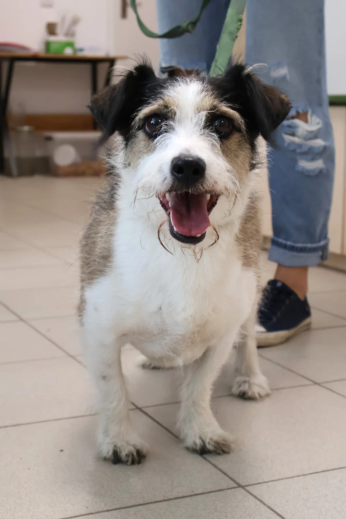 Zbyś, male young Mixed Breed for adoption at Schronisko Lodz, Lodz