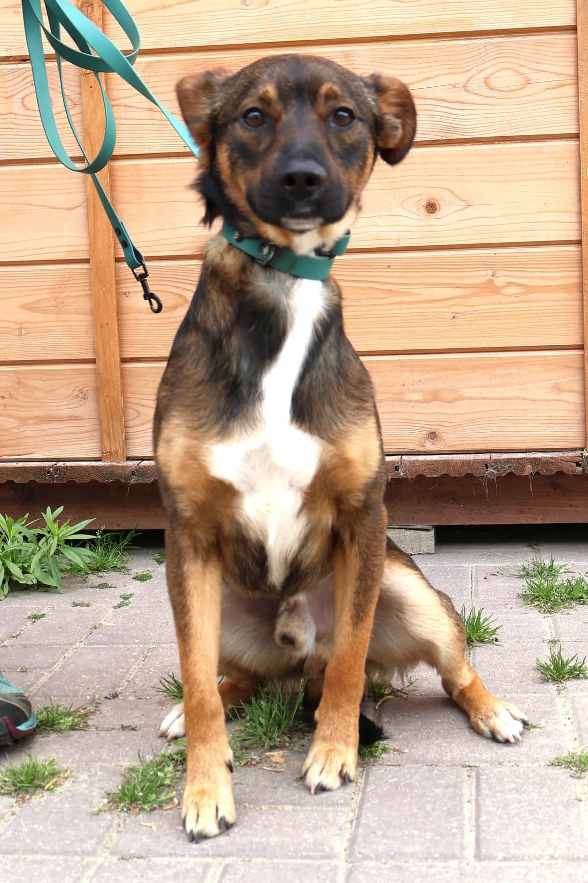 Pikuś, male young Mixed Breed for adoption at Schronisko Lodz, Lodz