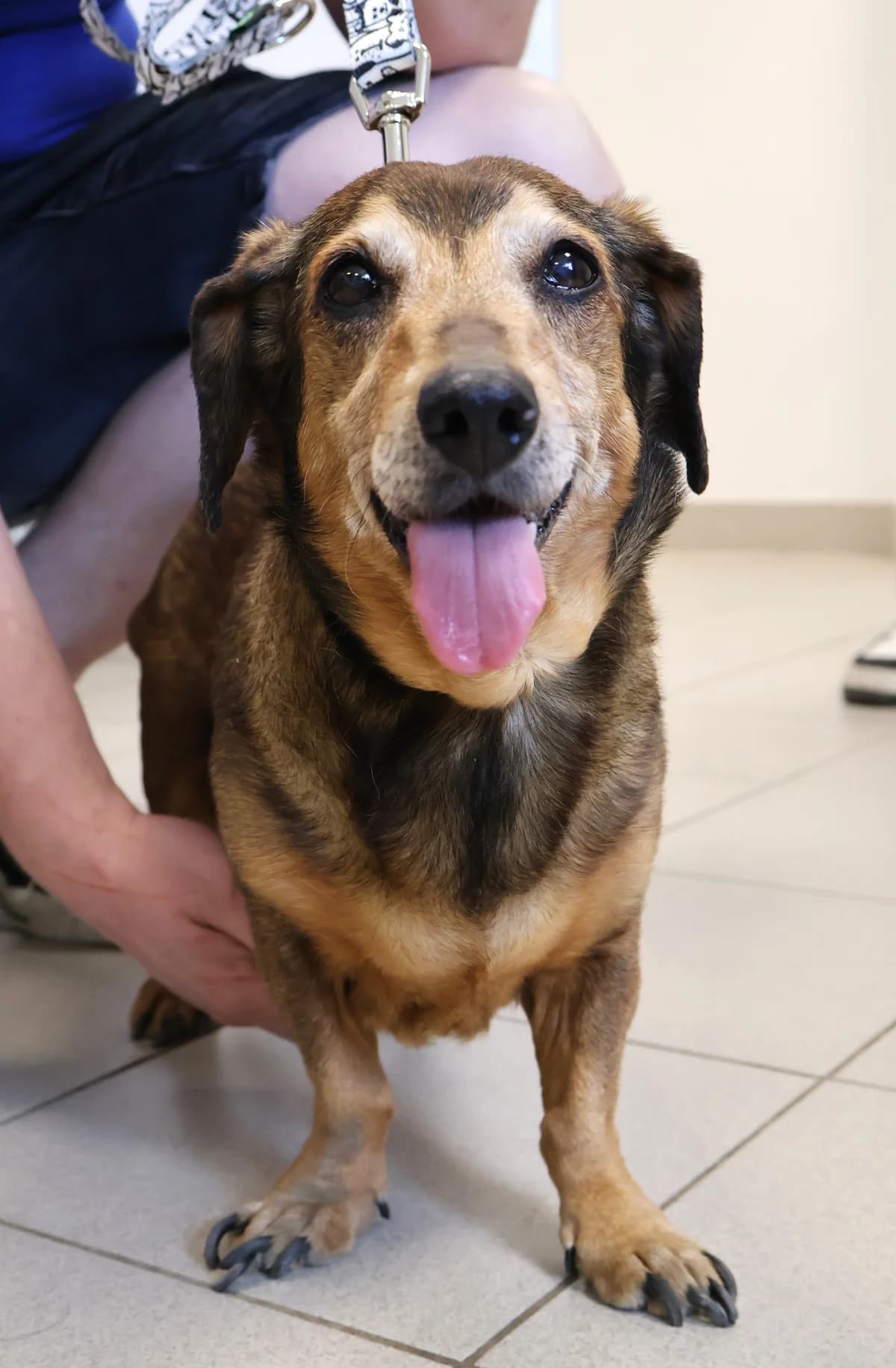 Psotka, female senior Mixed Breed for adoption at Schronisko Lodz, Lodz