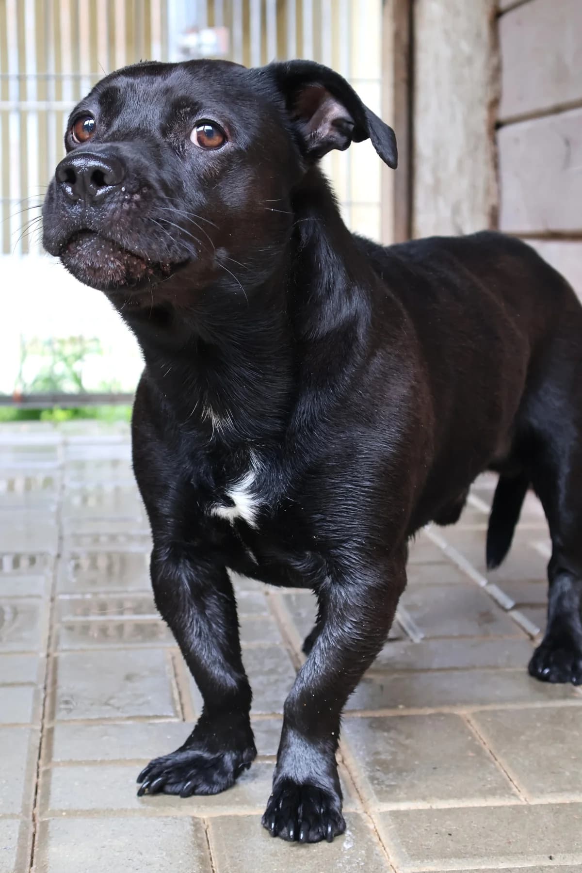 Cwaniak, male young Mixed Breed for adoption at Schronisko Lodz, Lodz