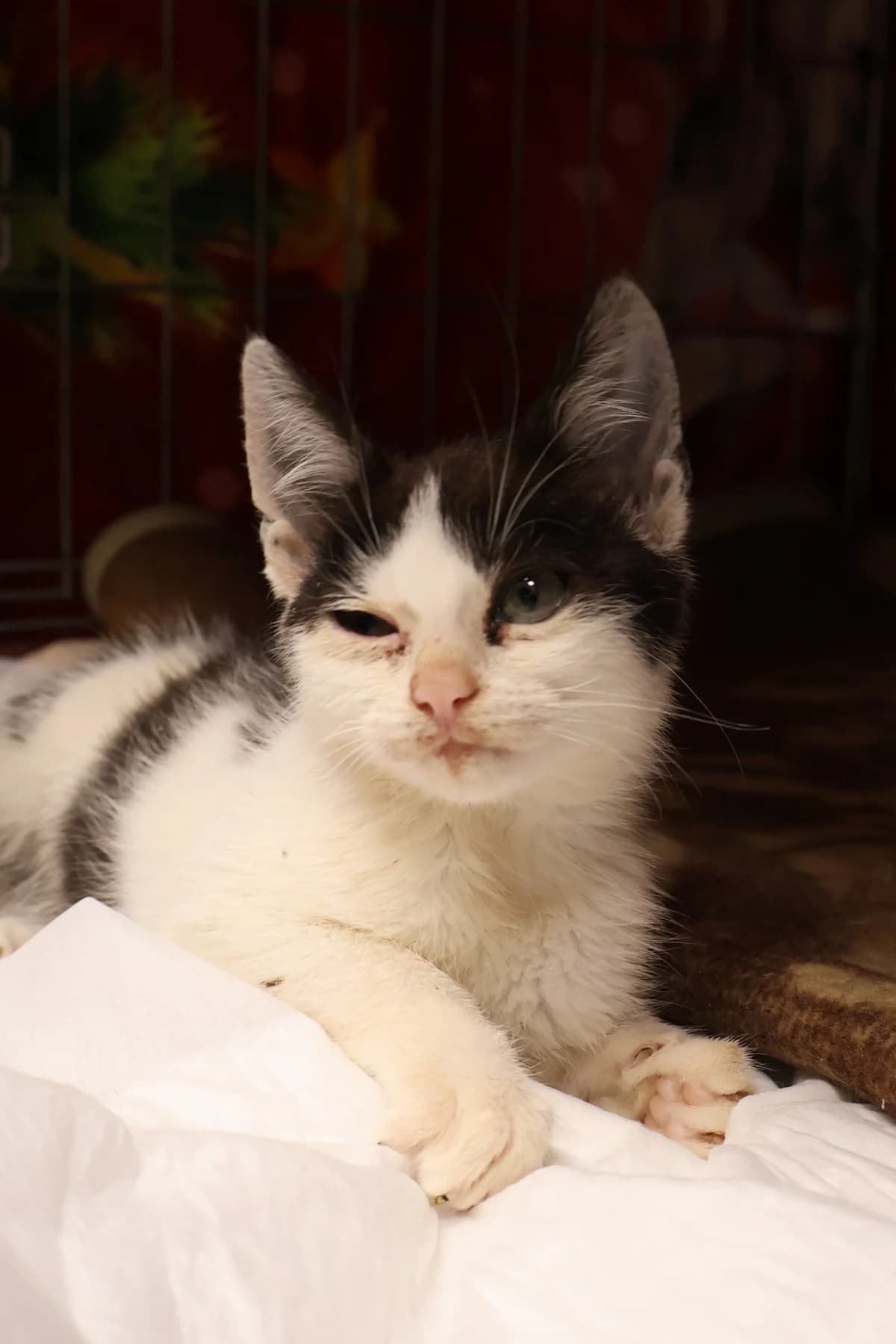 Bajer, male puppy Mixed Breed for adoption at Schronisko Lodz, Lodz