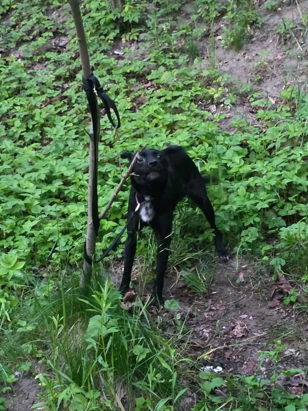 Pchełka, female 4yo Mixed Breed for adoption at Schronisko Lodz, Lodz