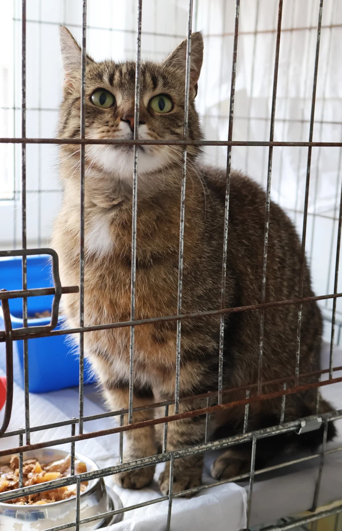 Masza, female 3yo Mixed Breed for adoption at Schronisko Lodz, Lodz