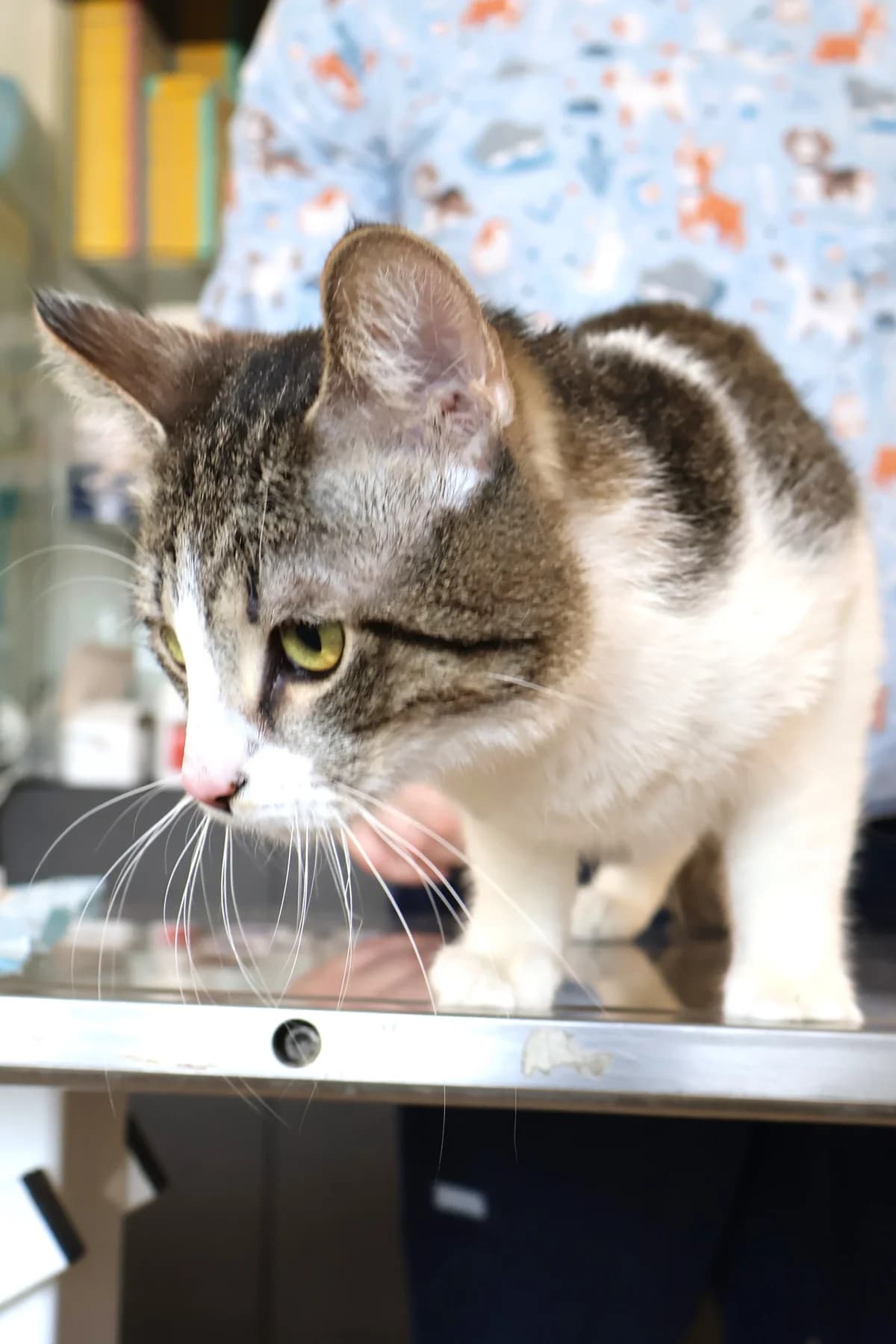 Kuki, male Mixed Breed for adoption at Schronisko Lodz, Lodz