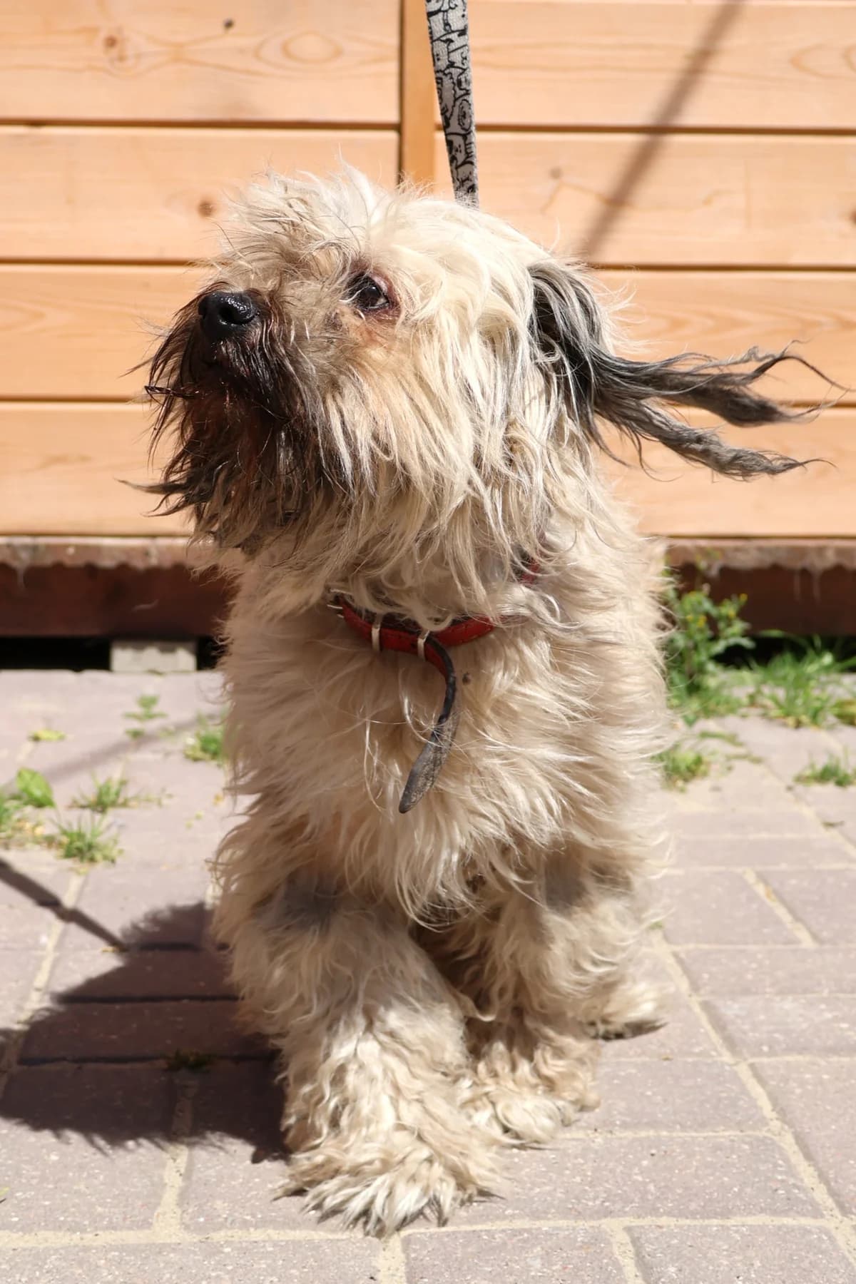 Fafik, male senior Mixed Breed for adoption at Schronisko Lodz, Lodz