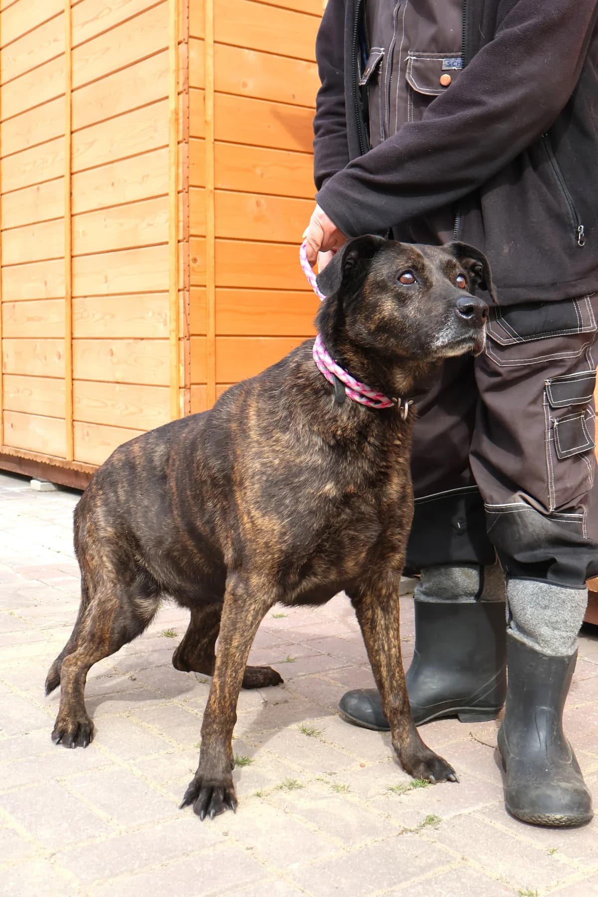 Pati, female Mixed Breed for adoption at Schronisko Lodz, Lodz