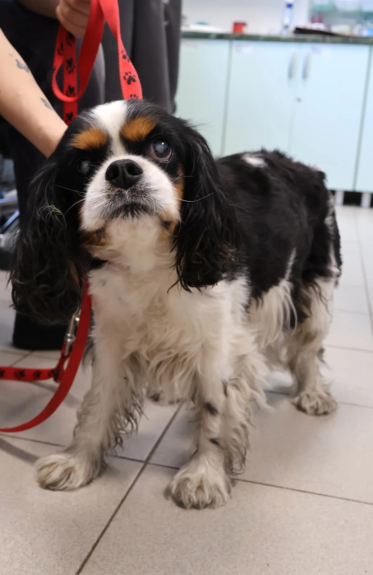 King, male senior Mixed Breed for adoption at Schronisko Lodz, Lodz