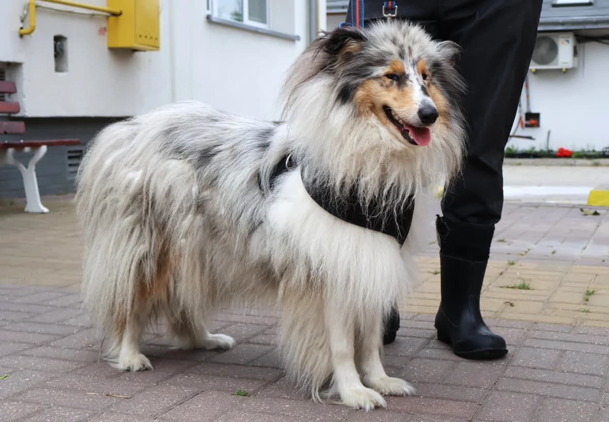 Lusia, female young Mixed Breed for adoption at Schronisko Lodz, Lodz