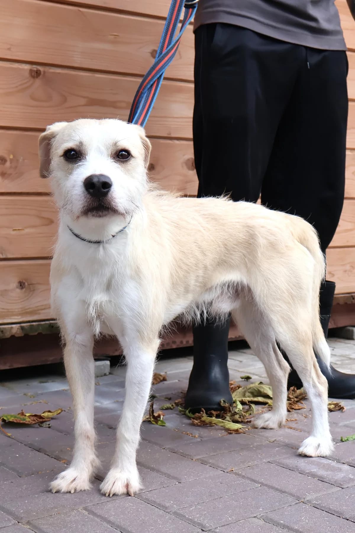 Trop, male young Mixed Breed for adoption at Schronisko Lodz, Lodz