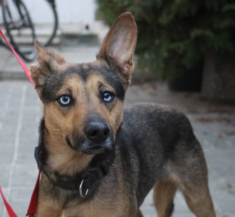 Jerry, male 5yo Mixed Breed for adoption at Schronisko Lodz, Lodz
