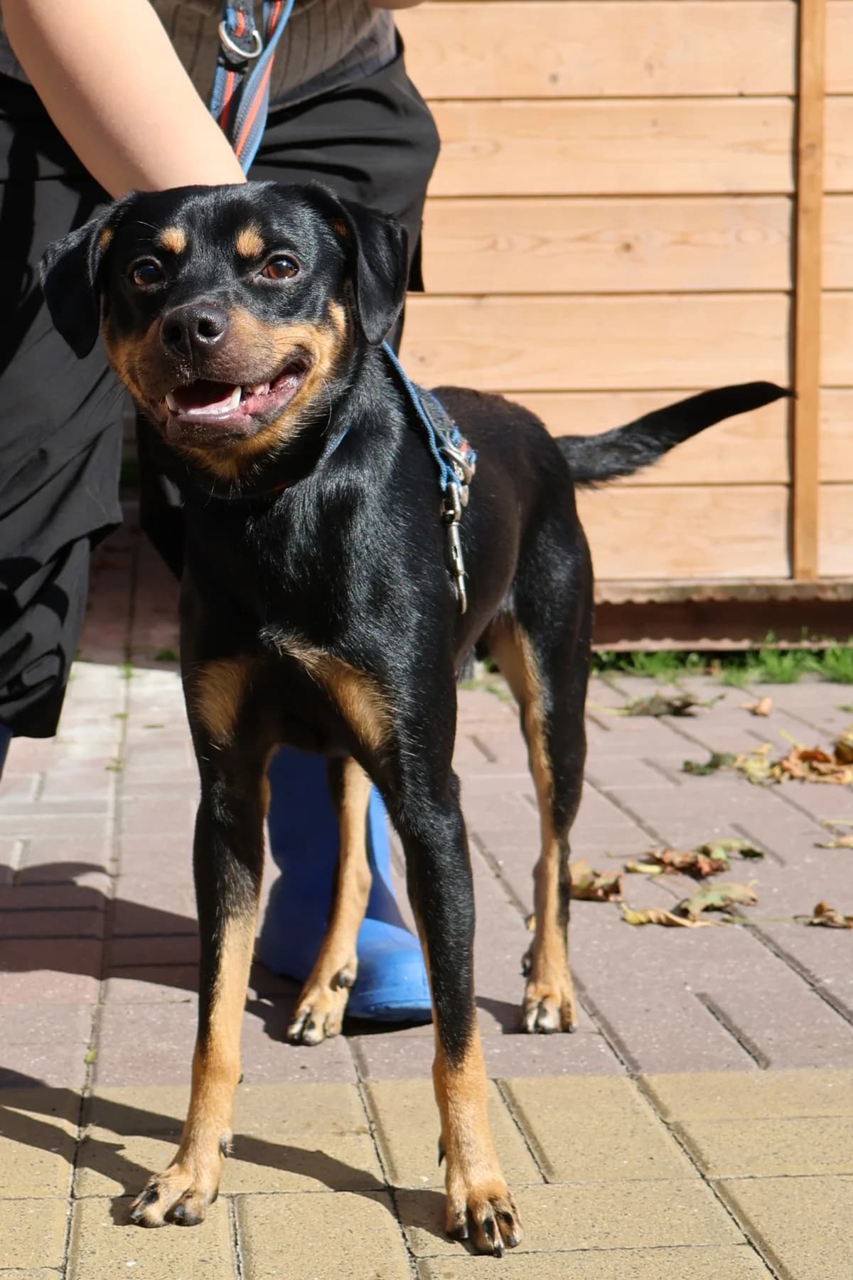 Fado, male young Mixed Breed for adoption at Schronisko Lodz, Lodz