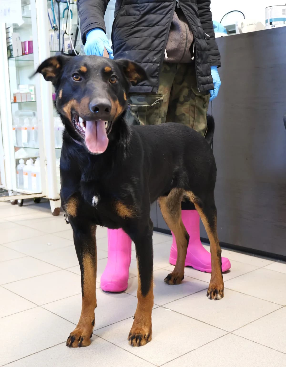 Maniek, male puppy Mixed Breed for adoption at Schronisko Lodz, Lodz