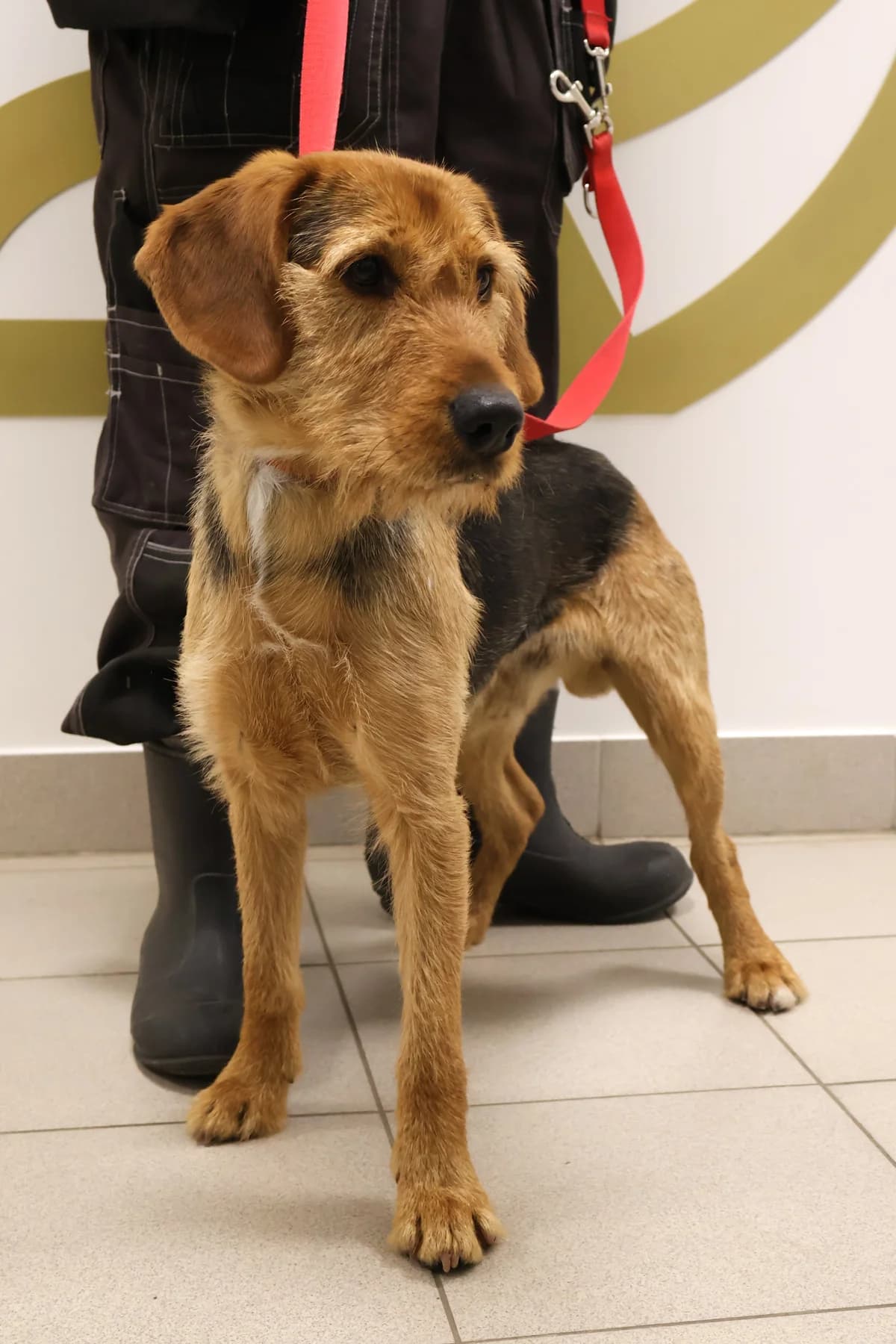 Szorstek, male Mixed Breed for adoption at Schronisko Lodz, Lodz