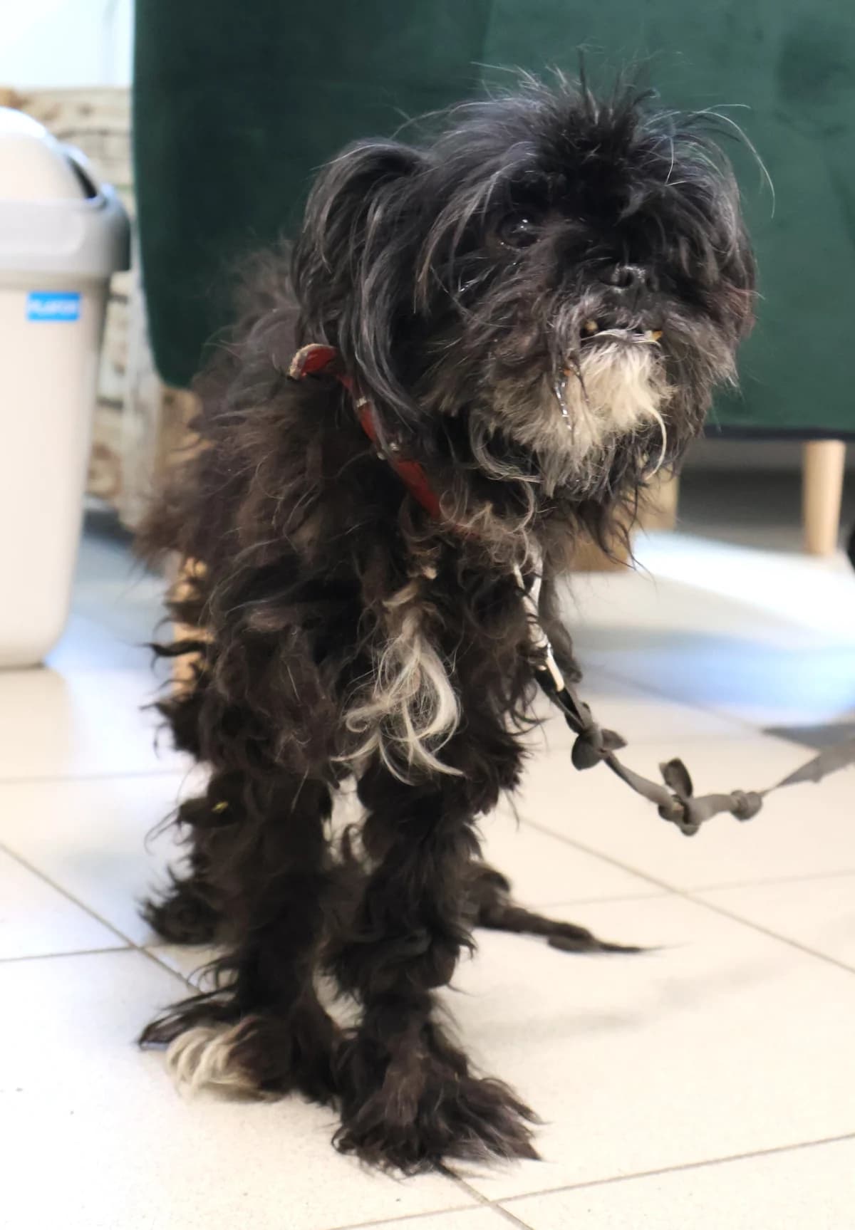 Gizmo, male 4yo Mixed Breed for adoption at Schronisko Lodz, Lodz