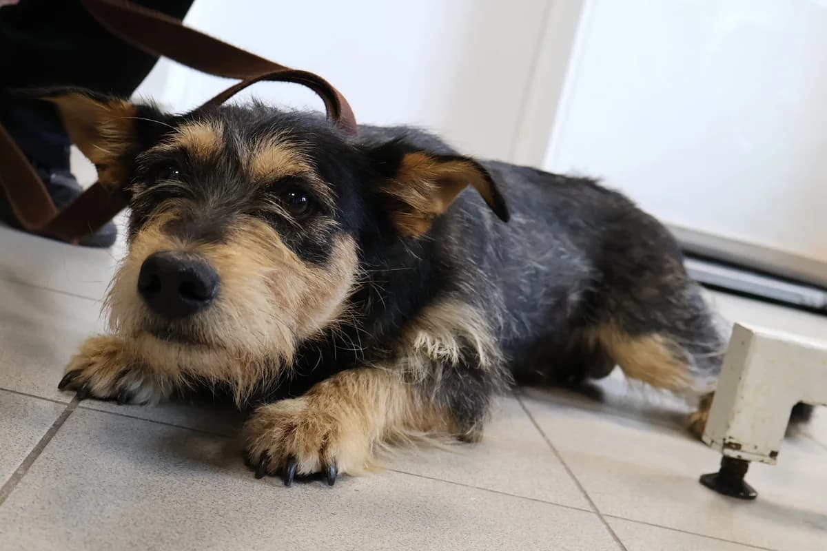 Gekon, male young Mixed Breed for adoption at Schronisko Lodz, Lodz