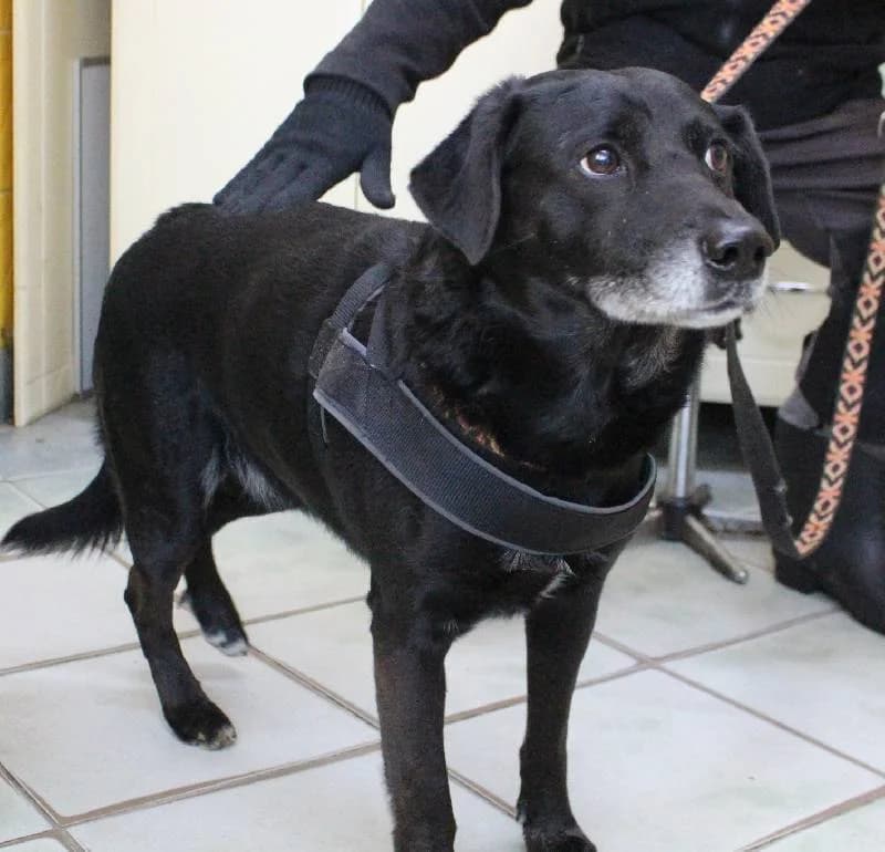 Biber, male senior Mixed Breed for adoption at Schronisko Lodz, Lodz