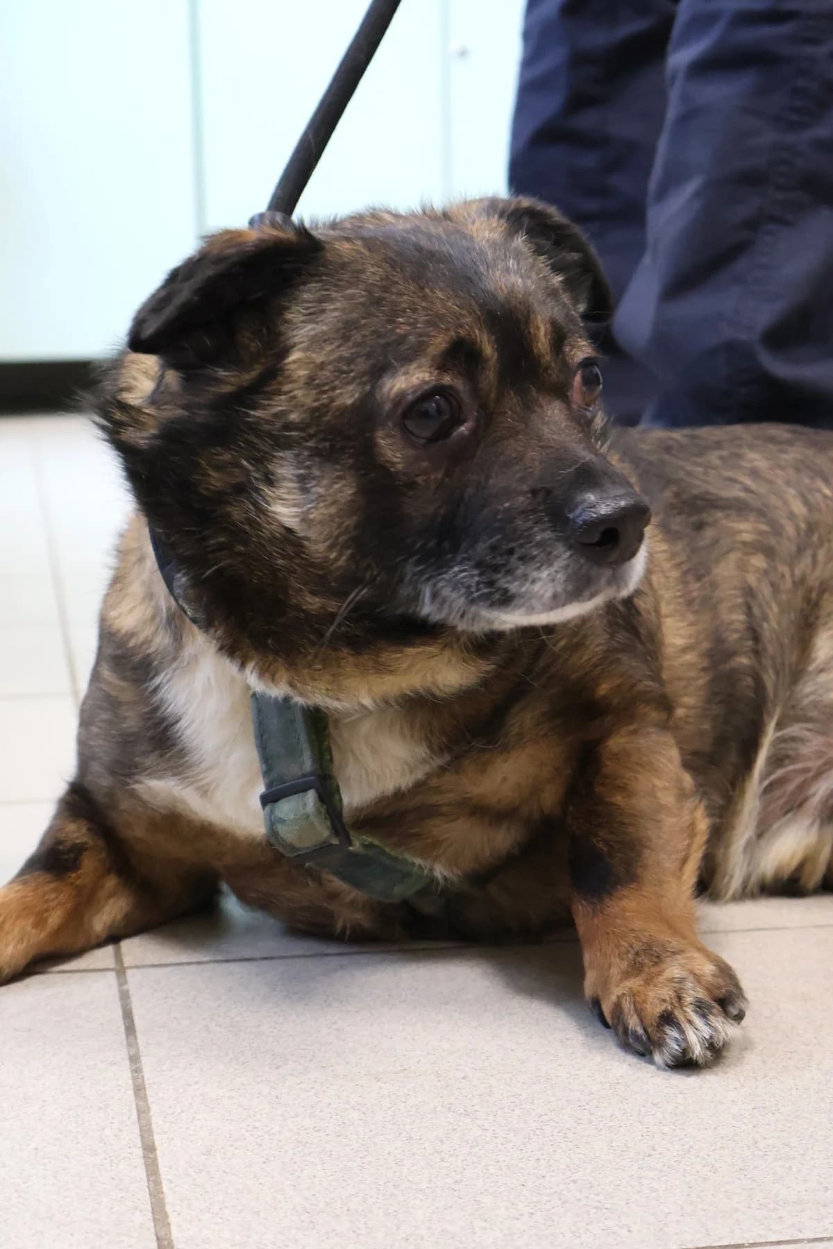 Misiek, male senior Mixed Breed for adoption at Schronisko Lodz, Lodz