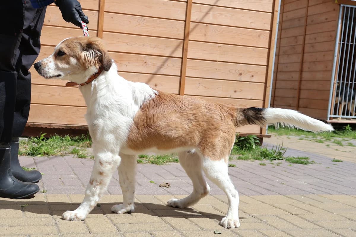 Funt, male puppy Mixed Breed for adoption at Schronisko Lodz, Lodz