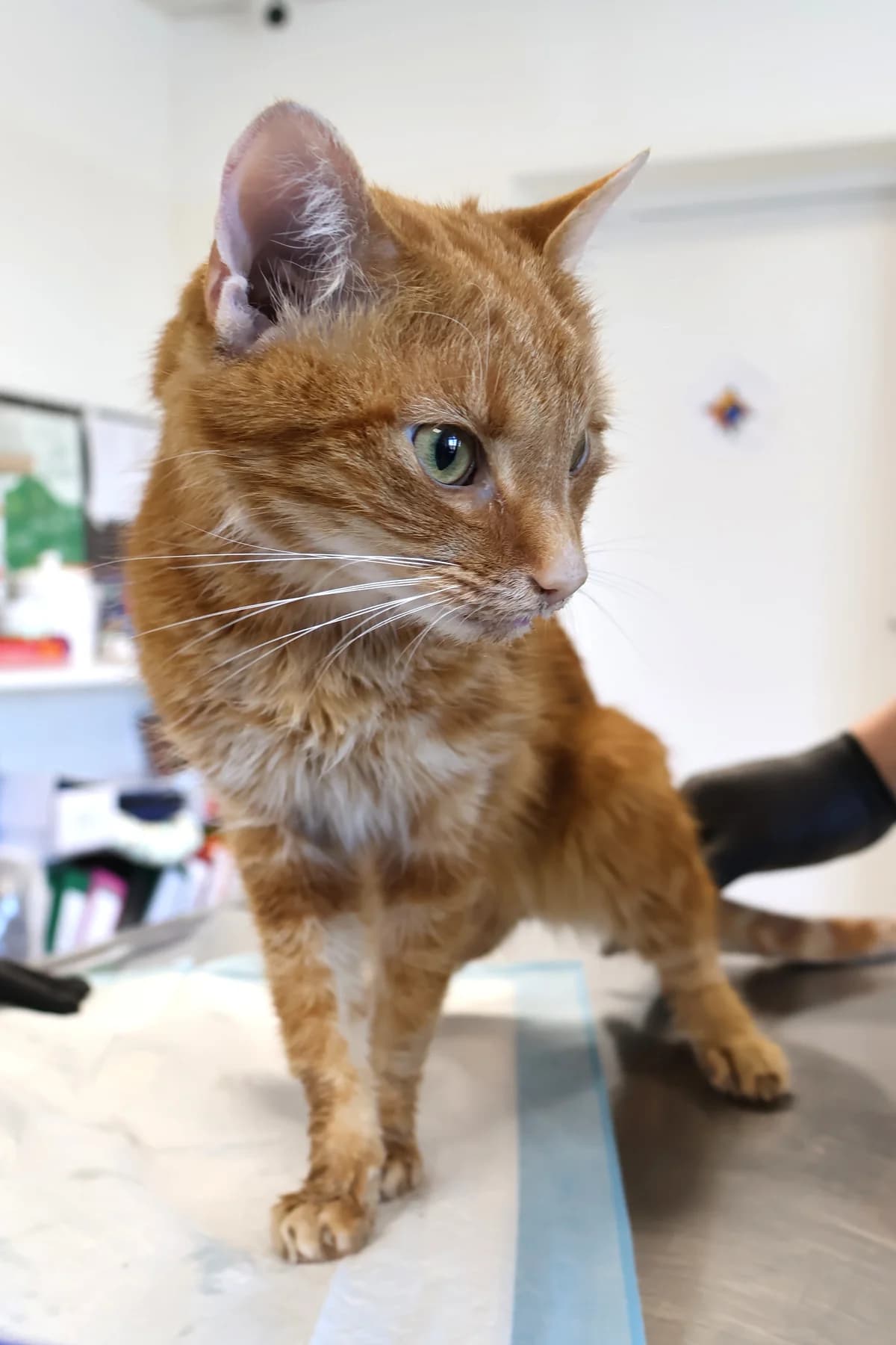 Rudy, male senior Mixed Breed for adoption at Schronisko Lodz, Lodz