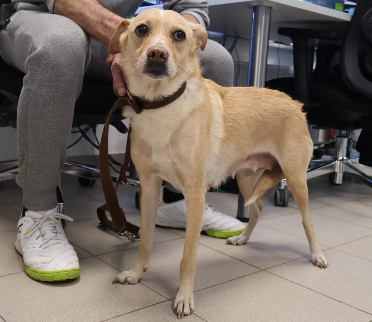 Nana, female 7yo Mixed Breed for adoption at Schronisko Lodz, Lodz