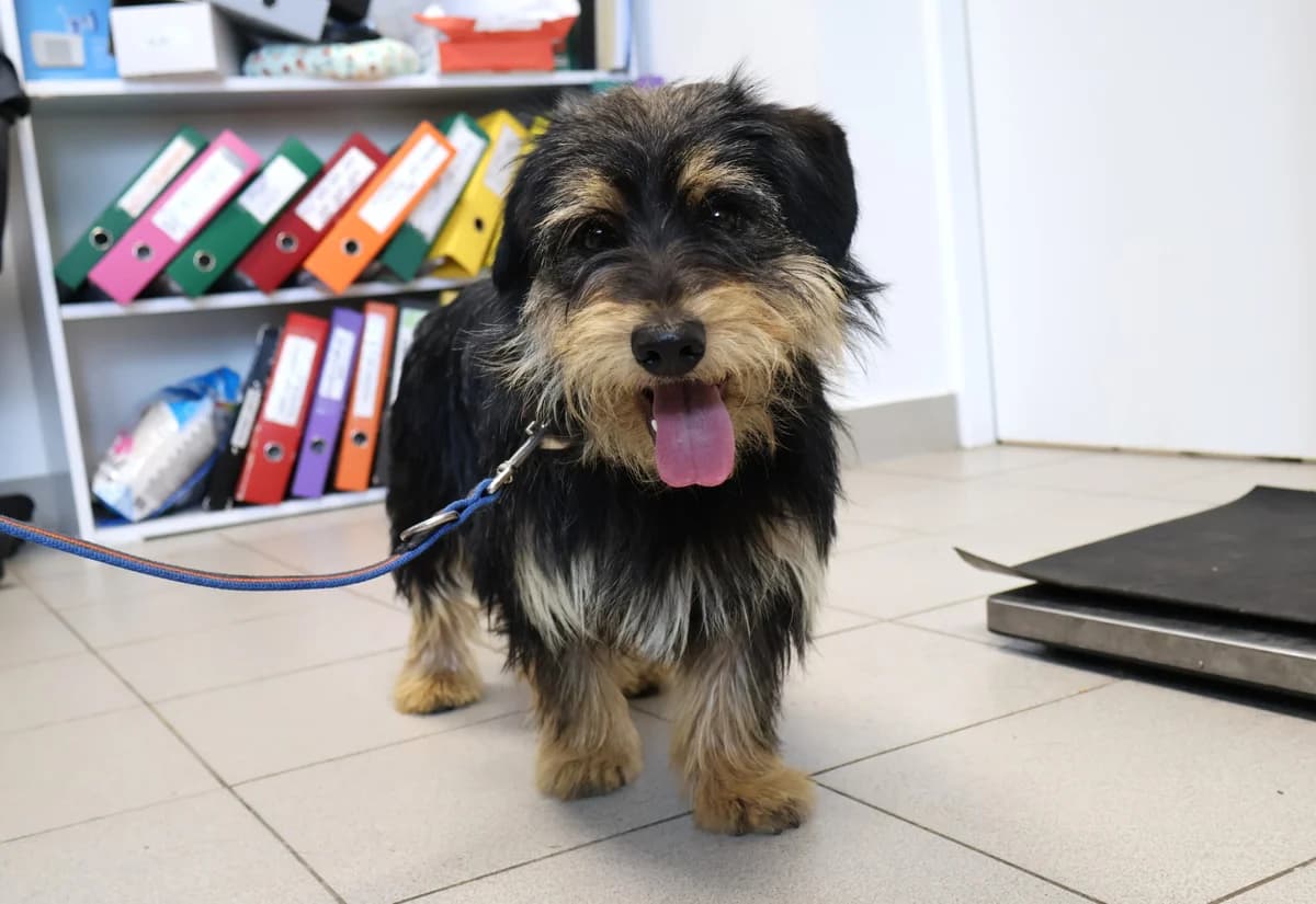 Misiek, male young Mixed Breed for adoption at Schronisko Lodz, Lodz