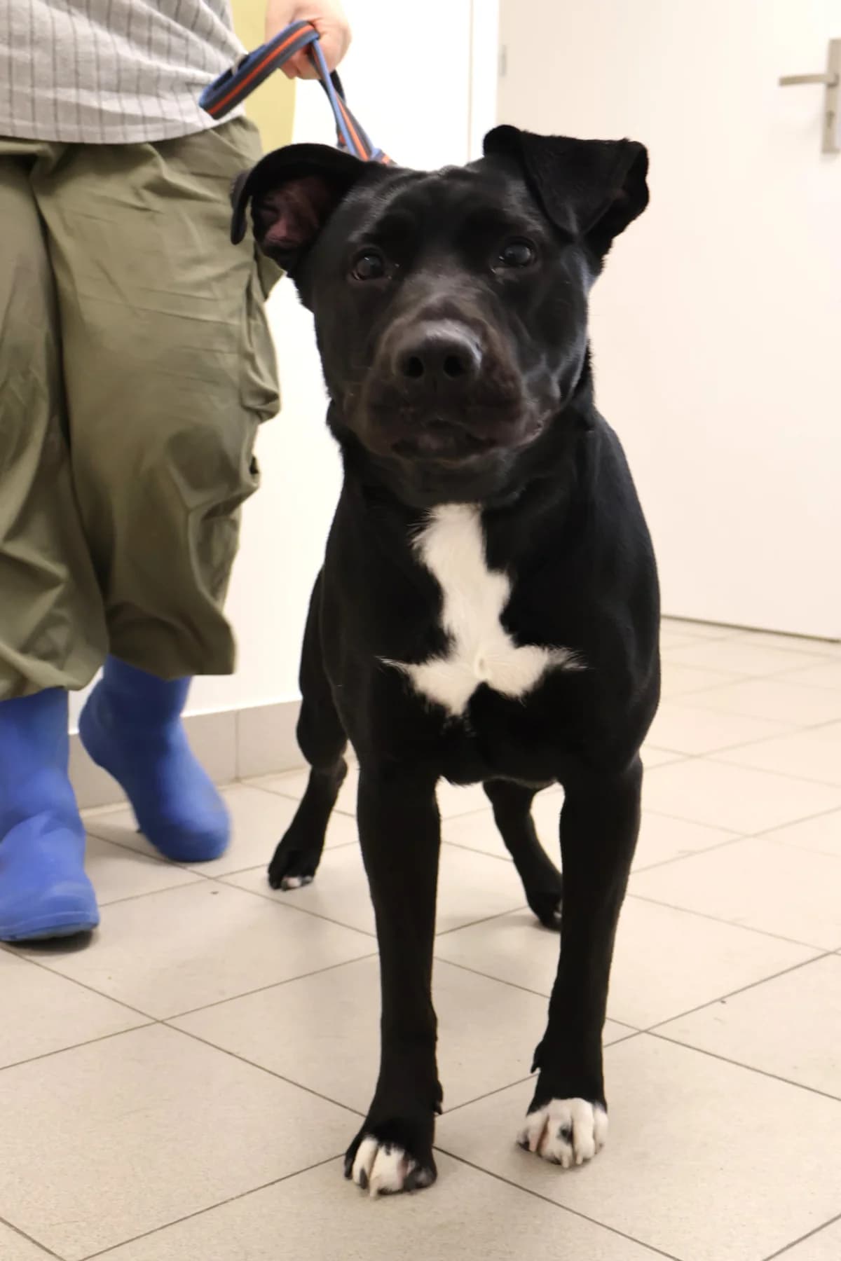 Krecia, female puppy Mixed Breed for adoption at Schronisko Lodz, Lodz