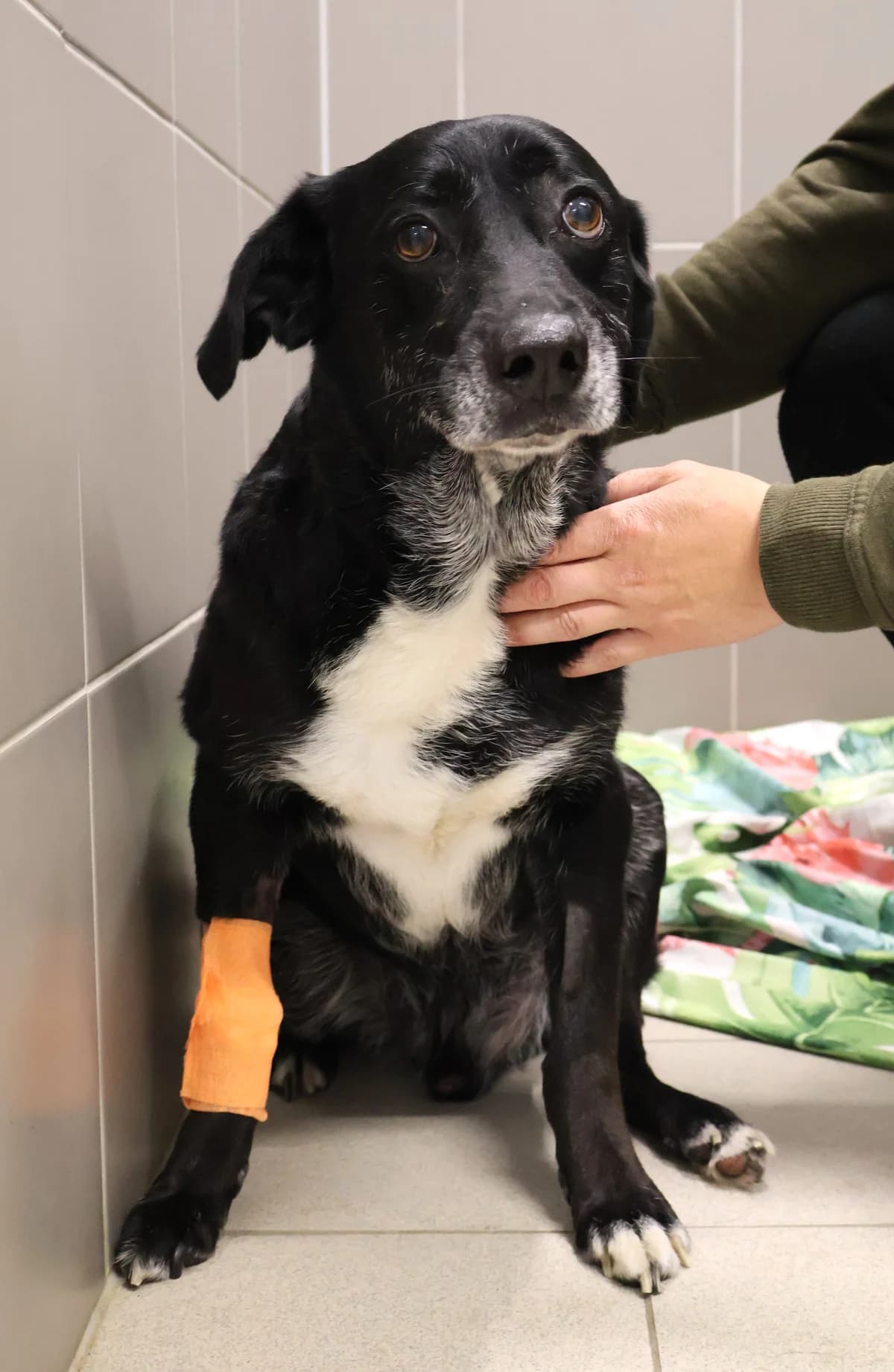 Rydz, male senior Mixed Breed for adoption at Schronisko Lodz, Lodz